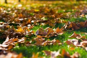 autumn leaves in lawn