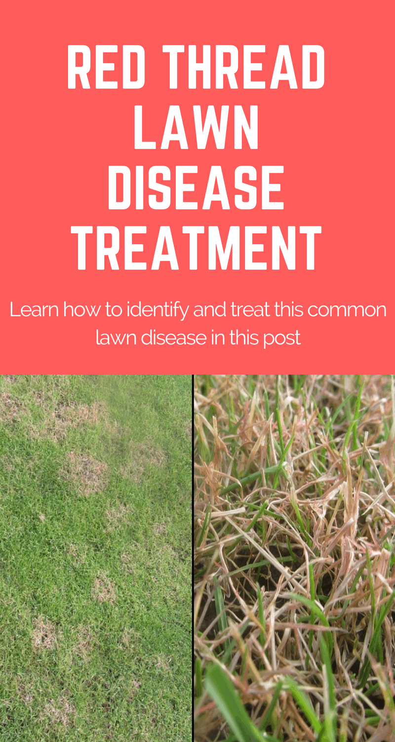 Red-Thread-Lawn-Disease-Treatment