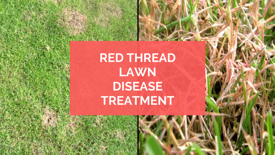 red thread lawn disease Fungus prevent turf thelawnman - Diseases Club ...
