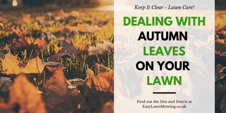 Dealing With Autumn Leaves on Your Lawn