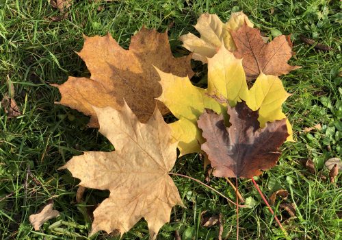 Dealing With Autumn Leaves on Your Lawn