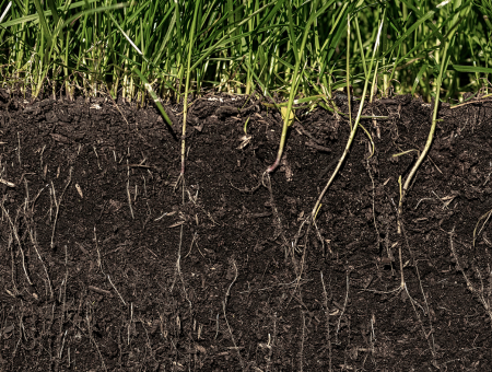 Understanding Lawn Soil Fundamentals