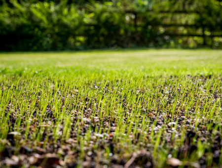 Grass Seed vs Turf Choosing the Best Option for Your Lawn