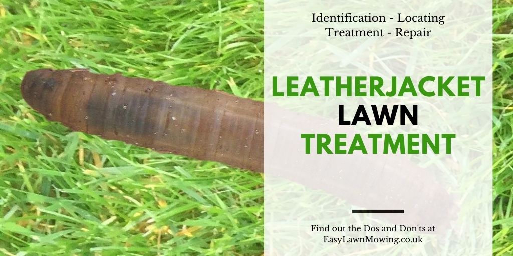 Leatherjacket Lawn Treatment