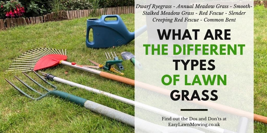What Are The Different Types of Lawn Grass