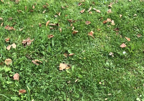 Keeping Control of Weeds in Your Lawn