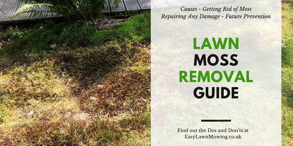 Lawn Moss Removal Guide