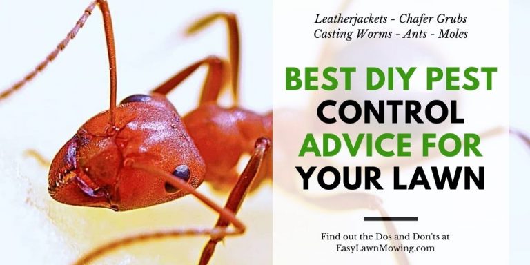 Best DIY Pest Control Advice For Your Lawn