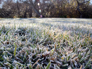 Lawn Frost
