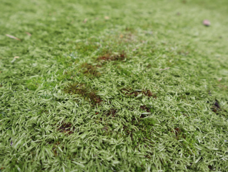 Removing Moss from Artificial Lawn